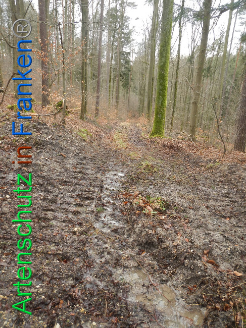 © Artenschutz in Franken® Bild zum Eintrag (1019236-160)