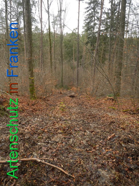 © Artenschutz in Franken® Bild zum Eintrag (1019238-160)