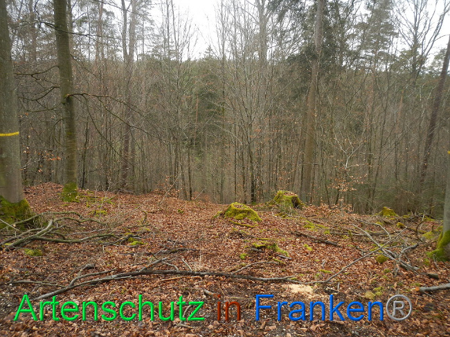 © Artenschutz in Franken® Bild zum Eintrag (1019241-160)