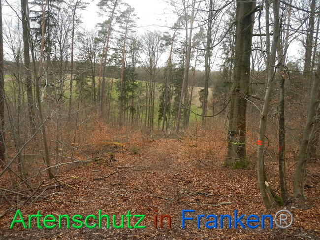 © Artenschutz in Franken® Bild zum Eintrag (1019242-160)