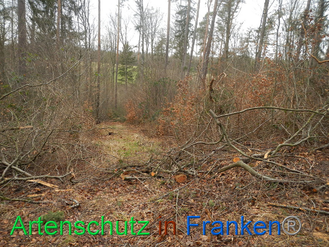 © Artenschutz in Franken® Bild zum Eintrag (1019243-160)
