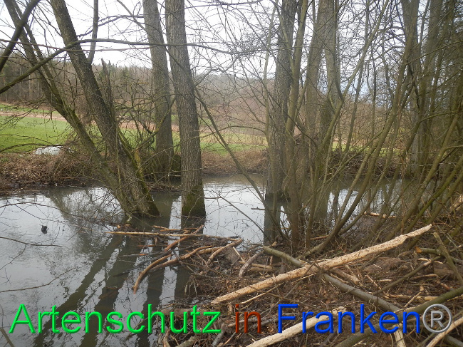 © Artenschutz in Franken® Bild zum Eintrag (1019544-160)