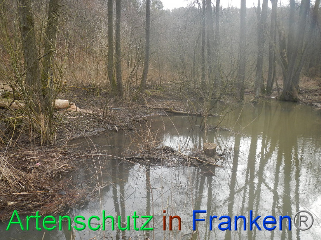 © Artenschutz in Franken® Bild zum Eintrag (1019545-160)