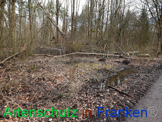© Artenschutz in Franken® Bild zum Eintrag (1019576-160)