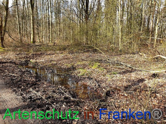 © Artenschutz in Franken® Bild zum Eintrag (1019577-160)