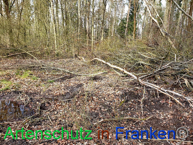 © Artenschutz in Franken® Bild zum Eintrag (1019578-160)