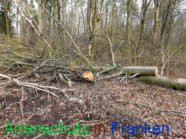 © Artenschutz in Franken® Bild zum Eintrag (1019580-160)