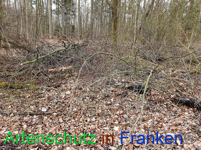 © Artenschutz in Franken® Bild zum Eintrag (1019581-160)