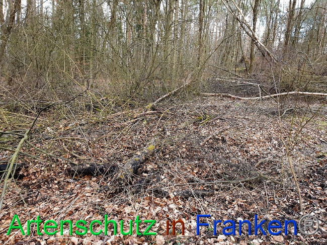© Artenschutz in Franken® Bild zum Eintrag (1019582-160)