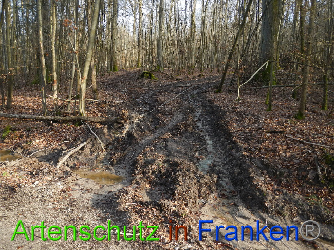 © Artenschutz in Franken® Bild zum Eintrag (1020008-160)