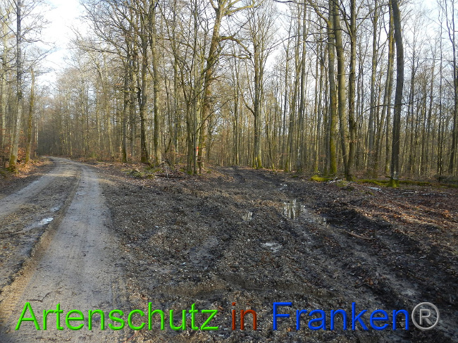 © Artenschutz in Franken® Bild zum Eintrag (1020013-160)