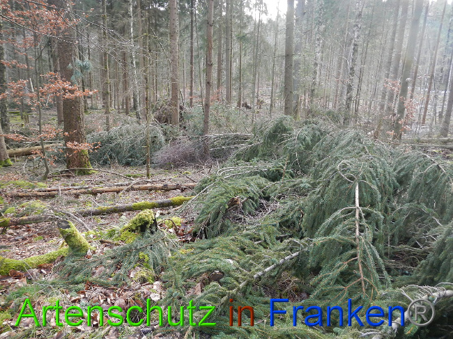 © Artenschutz in Franken® Bild zum Eintrag (1020017-160)