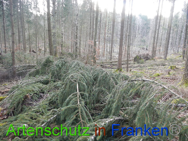 © Artenschutz in Franken® Bild zum Eintrag (1020018-160)