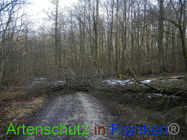 © Artenschutz in Franken® Bild zum Eintrag (1020019-160)