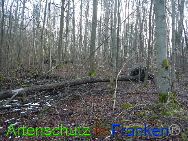 © Artenschutz in Franken® Bild zum Eintrag (1020023-160)