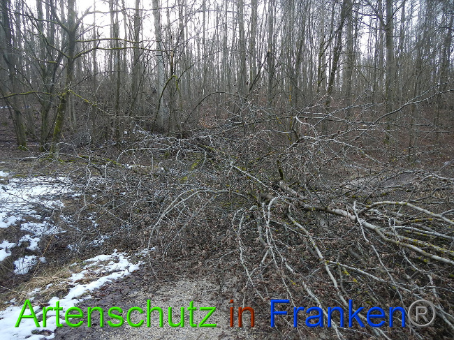 © Artenschutz in Franken® Bild zum Eintrag (1020024-160)