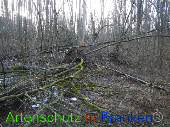 © Artenschutz in Franken® Bild zum Eintrag (1020025-160)
