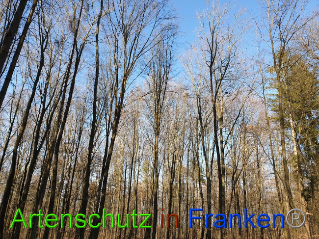 © Artenschutz in Franken® Bild zum Eintrag (1021448-160)