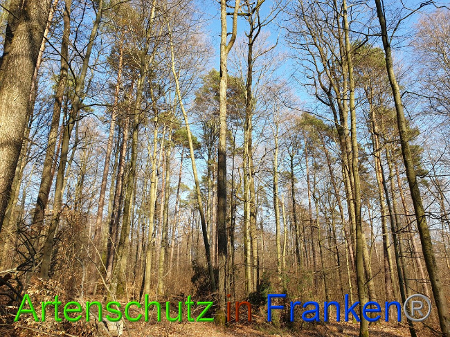 © Artenschutz in Franken® Bild zum Eintrag (1021449-160)