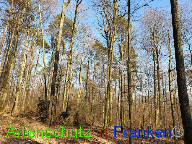 © Artenschutz in Franken® Bild zum Eintrag (1021450-160)