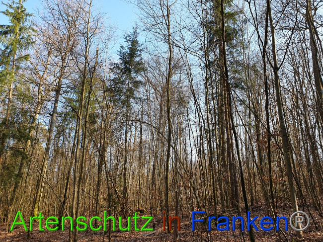 © Artenschutz in Franken® Bild zum Eintrag (1021452-160)