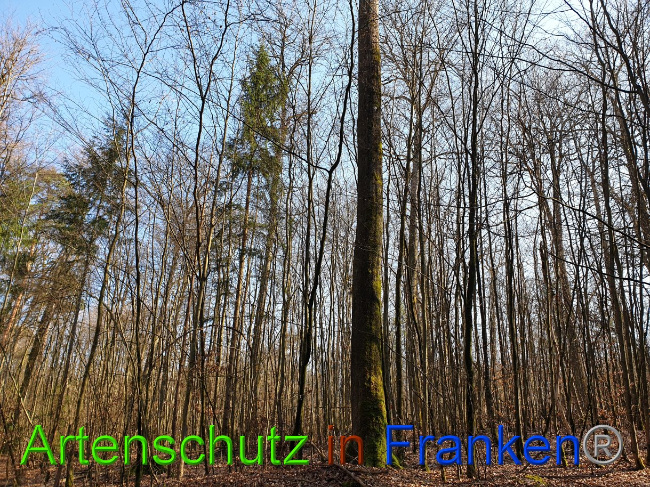 © Artenschutz in Franken® Bild zum Eintrag (1021454-160)