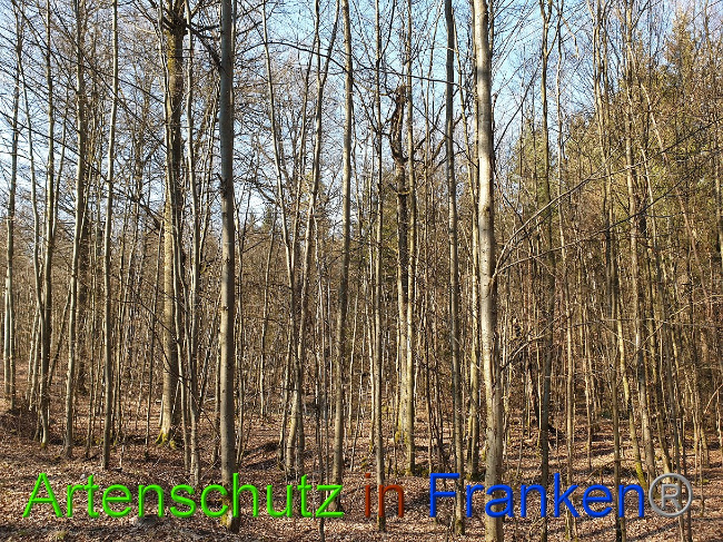Bild zum Eintrag (1021460-160)