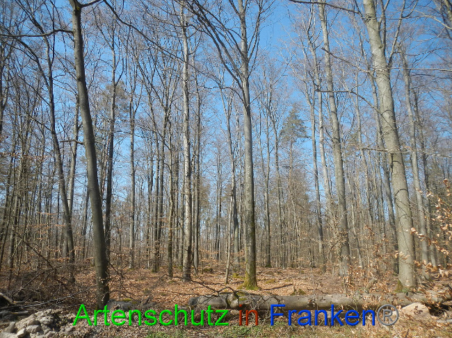 © Artenschutz in Franken® Bild zum Eintrag (1021832-160)