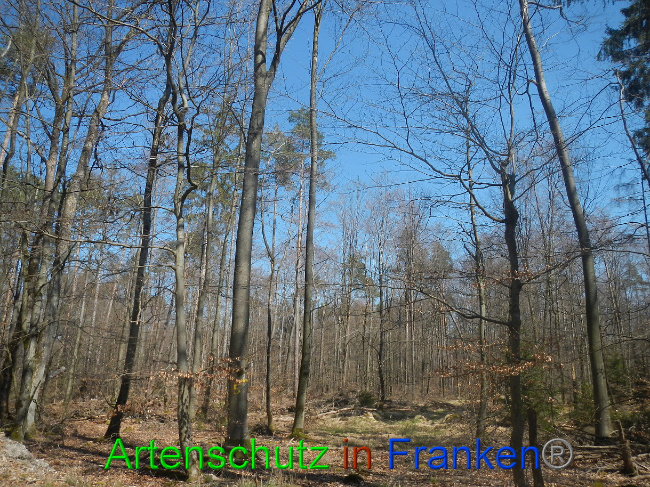 © Artenschutz in Franken® Bild zum Eintrag (1021835-160)
