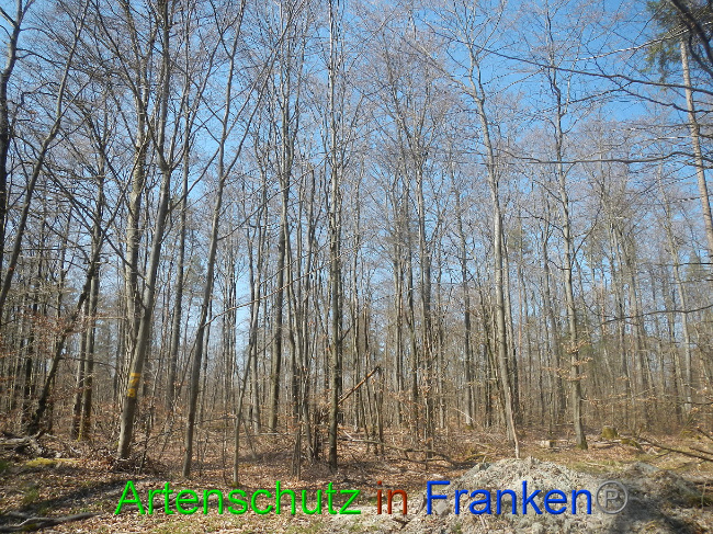 © Artenschutz in Franken® Bild zum Eintrag (1021836-160)