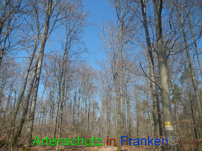 © Artenschutz in Franken® Bild zum Eintrag (1021837-160)