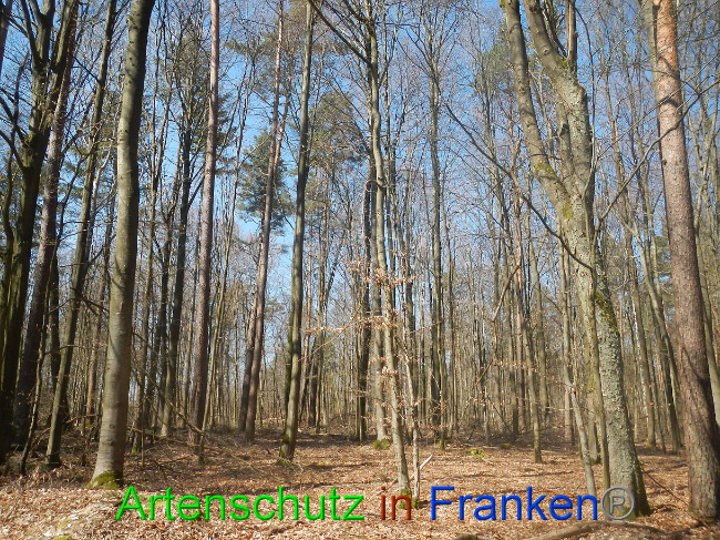 © Artenschutz in Franken® Bild zum Eintrag (1021839-160)