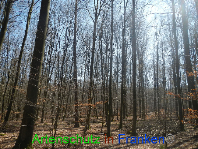 © Artenschutz in Franken® Bild zum Eintrag (1021841-160)