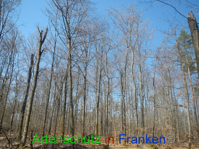 © Artenschutz in Franken® Bild zum Eintrag (1021842-160)