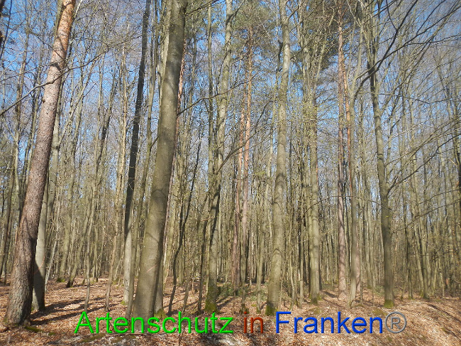 © Artenschutz in Franken® Bild zum Eintrag (1021843-160)