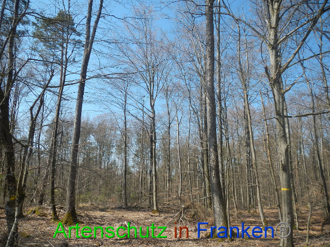 © Artenschutz in Franken® Bild zum Eintrag (1021845-160)