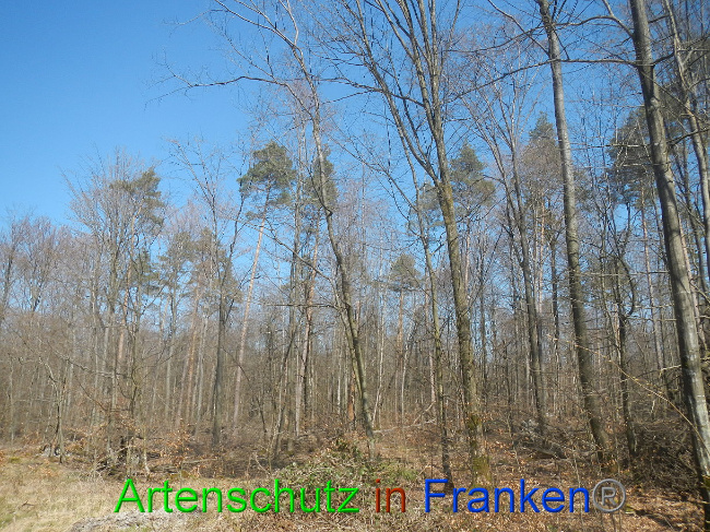© Artenschutz in Franken® Bild zum Eintrag (1021847-160)