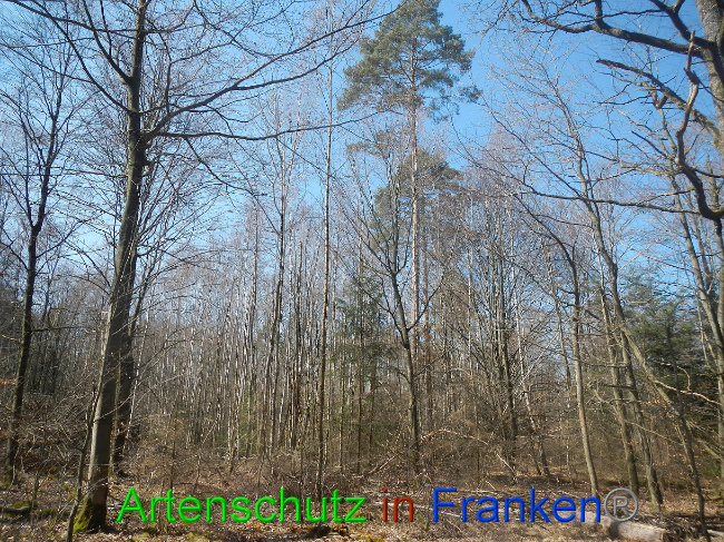 © Artenschutz in Franken® Bild zum Eintrag (1021848-160)