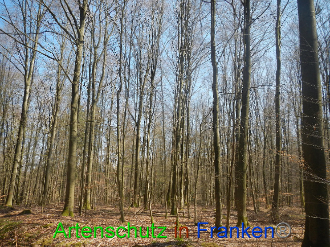 © Artenschutz in Franken® Bild zum Eintrag (1021849-160)