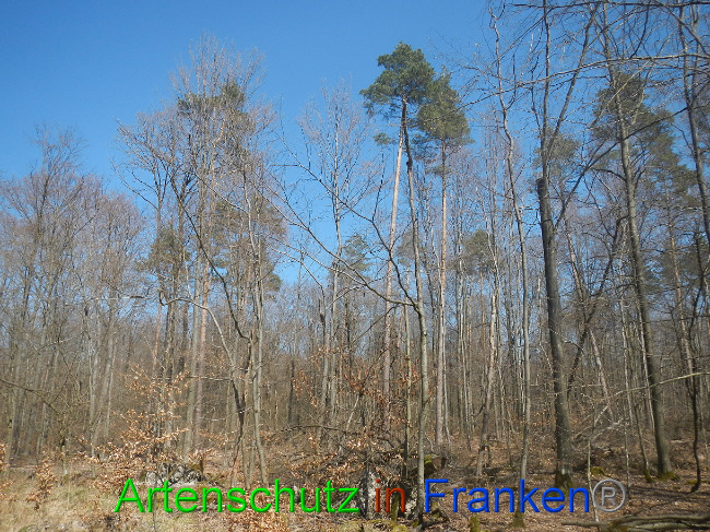 © Artenschutz in Franken® Bild zum Eintrag (1021850-160)