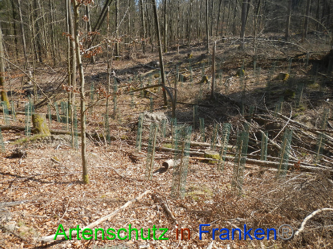 © Artenschutz in Franken® Bild zum Eintrag (1021853-160)