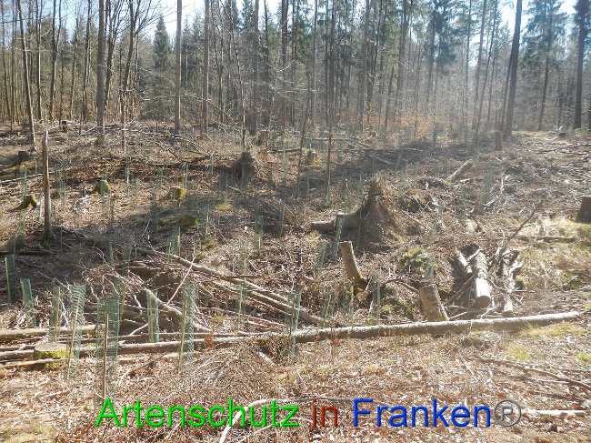 © Artenschutz in Franken® Bild zum Eintrag (1021855-160)
