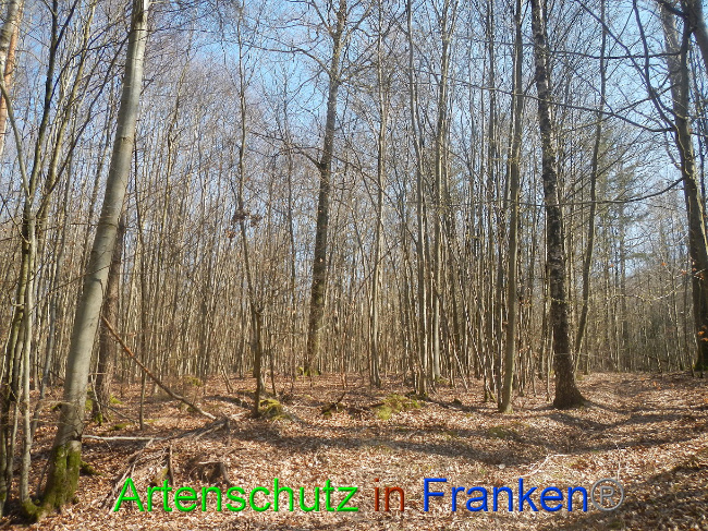 © Artenschutz in Franken® Bild zum Eintrag (1021856-160)