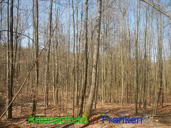 © Artenschutz in Franken® Bild zum Eintrag (1021858-160)