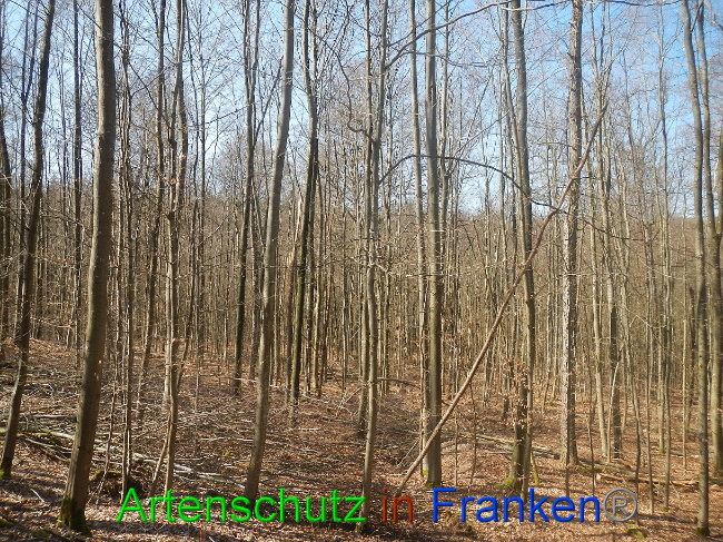 © Artenschutz in Franken® Bild zum Eintrag (1021859-160)