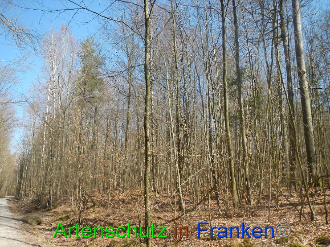 © Artenschutz in Franken® Bild zum Eintrag (1021862-160)