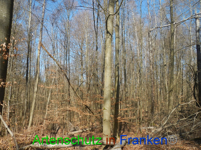 © Artenschutz in Franken® Bild zum Eintrag (1021863-160)