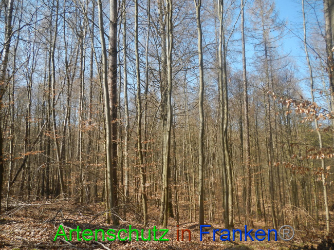 © Artenschutz in Franken® Bild zum Eintrag (1021864-160)