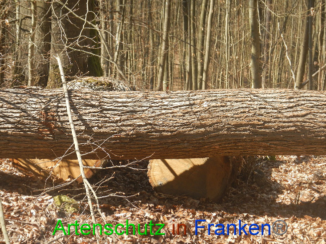 © Artenschutz in Franken® Bild zum Eintrag (1021867-160)