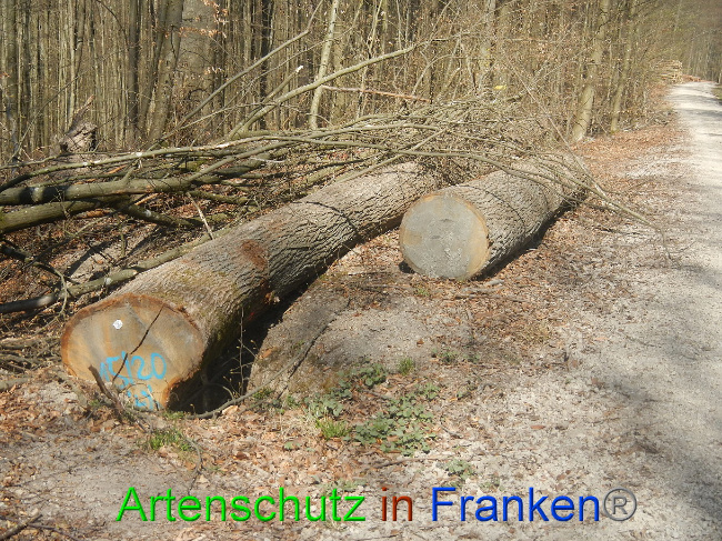 © Artenschutz in Franken® Bild zum Eintrag (1021868-160)